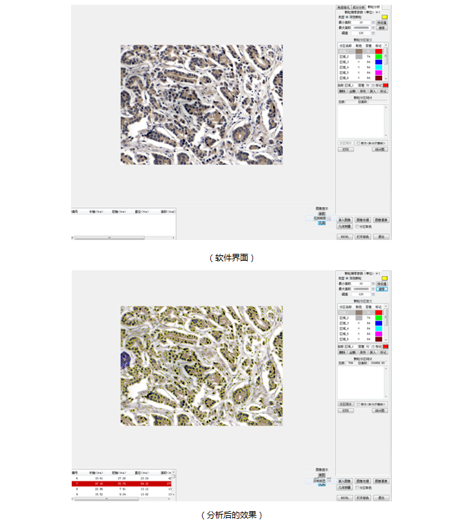 生物图像分析系统